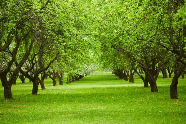 Jarní Park Pěknými Stromy Slunečného Dne — Stock fotografie