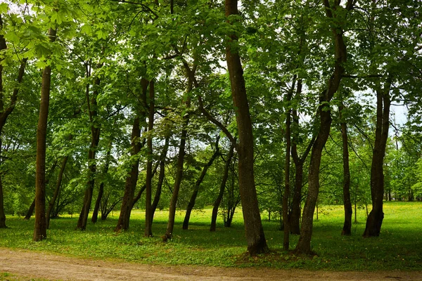 Jarní Park Pěknými Stromy Slunečného Dne — Stock fotografie
