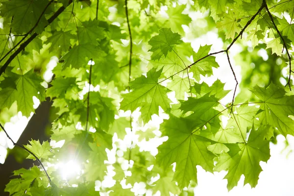 Zweige Mit Grünen Blättern Frühlingspark Bei Sonnigem Tag — Stockfoto