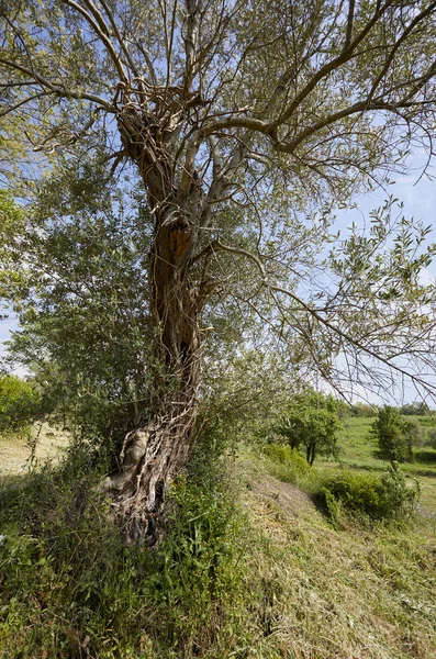 Yaşlı Zeytin Ağacı Güneşli Bir Günde Parkta — Stok fotoğraf