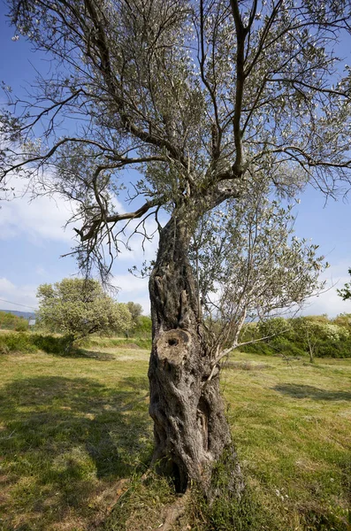 Yaşlı Zeytin Ağacı Güneşli Bir Günde Parkta — Stok fotoğraf