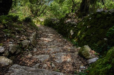 Karadağ 'da eğreltiotu ve yaşlı ağaçlı orman