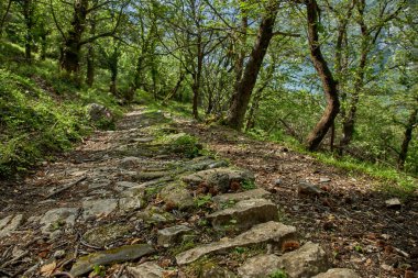 Karadağ 'da eğreltiotu ve yaşlı ağaçlı orman