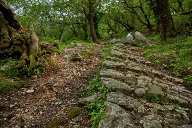 Karadağ 'da eğreltiotu ve yaşlı ağaçlı orman