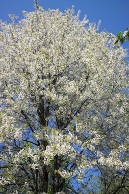 elma ağacı dalları doğal zemin, Bahar kavramı üzerine çiçekli 