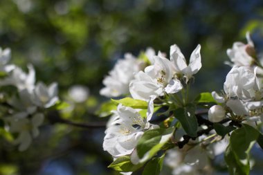 elma ağacı dalları doğal zemin, Bahar kavramı üzerine çiçekli 