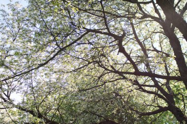 elma ağacı dalları doğal zemin, Bahar kavramı üzerine çiçekli 