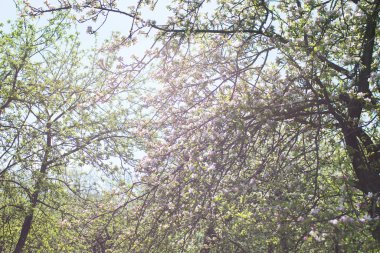 elma ağacı dalları doğal zemin, Bahar kavramı üzerine çiçekli 