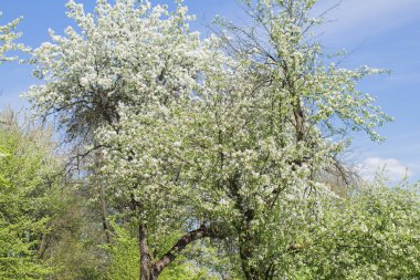 elma ağacı dalları doğal zemin, Bahar kavramı üzerine çiçekli 