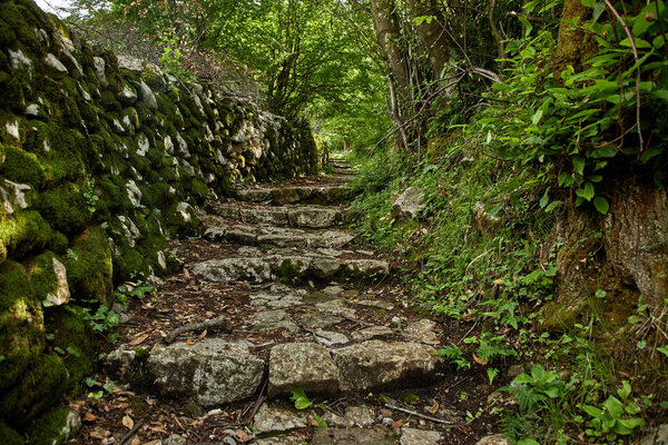 forest with fern and old trees in Montenegro