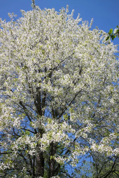 elma ağacı dalları doğal zemin, Bahar kavramı üzerine çiçekli 