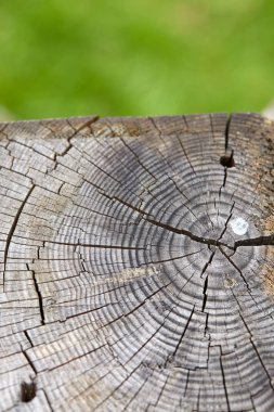 Soyut gri eski ahşap doku 