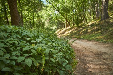 Güneşli bir günde ormandaki yaz yolu manzarası