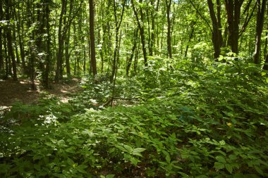 Güneşli bir günde ormandaki yaz yolu manzarası