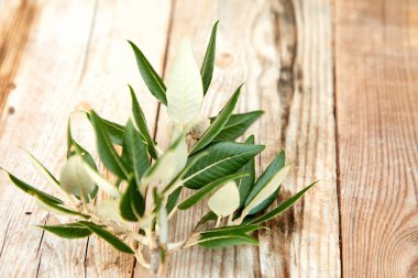 Ahşap arkaplanda meşe yaprakları, yakın görüş