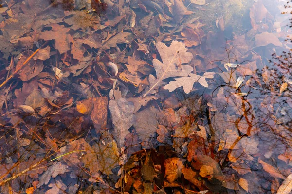 Autumn Leaves Water Nature Textue — 스톡 사진