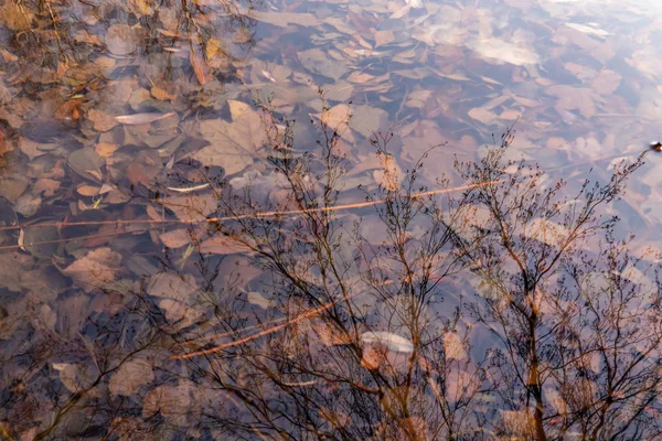 Hojas Otoño Bajo Agua Fondo Natural —  Fotos de Stock