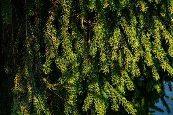 Ramos Abeto Exuberantes Verdes Floresta Close — Fotografia de Stock