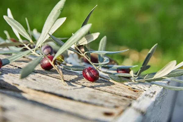 Aceitunas Violetas Maduras Con Hojas Sobre Fondo Madera — Foto de Stock