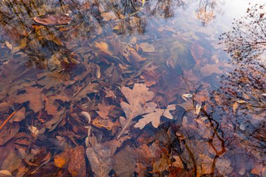 Suyun altında sonbahar yaprakları, doğa dokusu