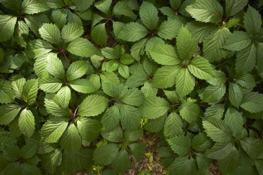 green leaves background, nature texture