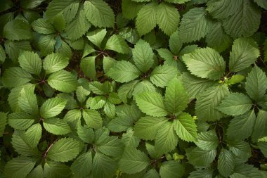 green leaves background, nature texture