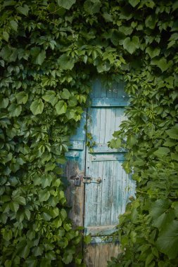 old blue door and ivy leaves