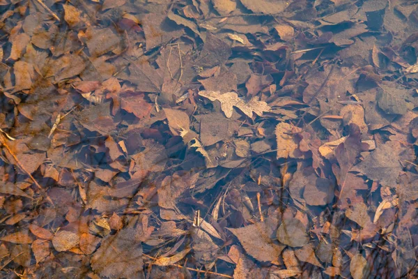 Folhas Outono Sob Água Fundo Natureza — Fotografia de Stock