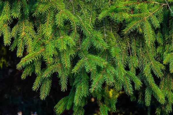 Green Lush Fir Branches Forest Close — 스톡 사진