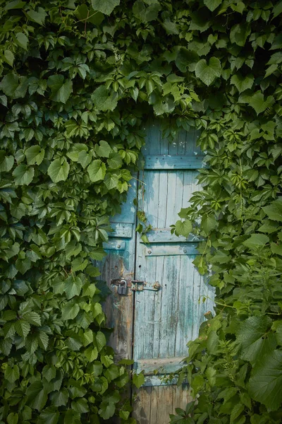 Stare Niebieskie Drzwi Liście Bluszczu — Zdjęcie stockowe