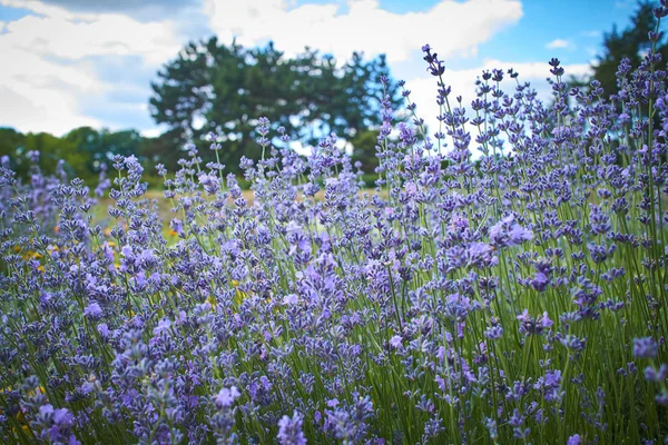 Campo Verão Com Flores Azuis Dia Ensolarado — Fotografia de Stock