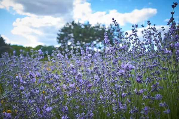 Campo Verão Com Flores Azuis Dia Ensolarado — Fotografia de Stock