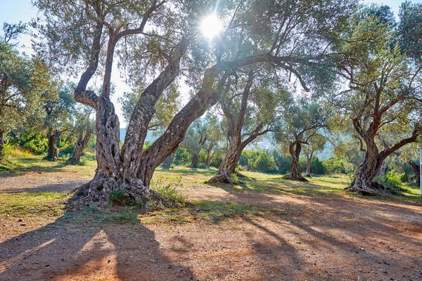 Old Olive Trees Sunny Day Montenegro — Stock Photo, Image