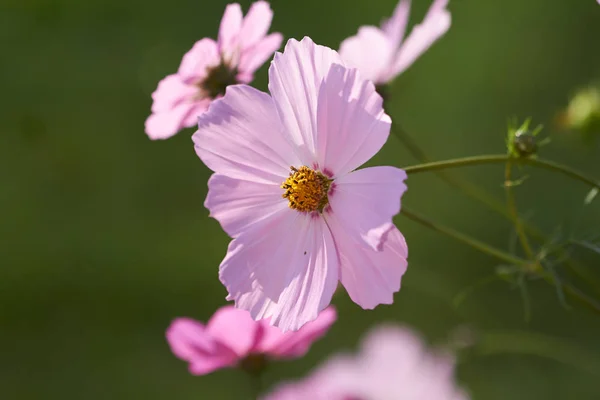 Nice Pink Flowers Garden Sunny Day — Stock Photo, Image