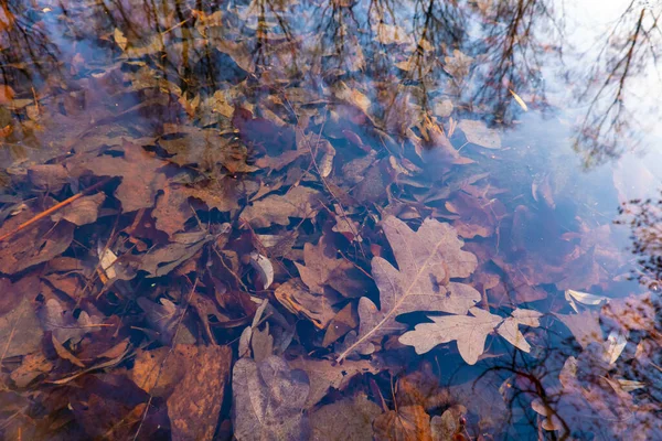 Folhas Outono Sob Água Textura Natureza — Fotografia de Stock