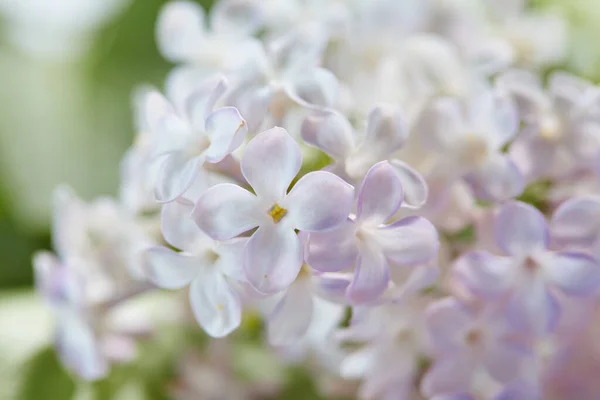 Beau Lilas Aux Feuilles Vertes Vue Rapprochée — Photo