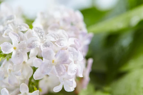 Beau Lilas Aux Feuilles Vertes Vue Rapprochée — Photo