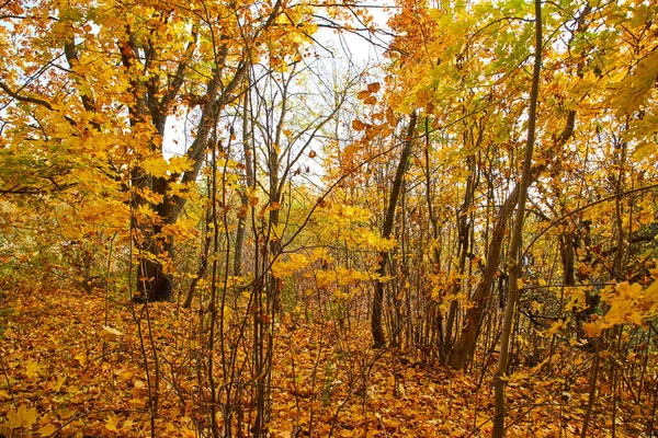 Pittoresk Uitzicht Prachtige Herfst Park — Stockfoto