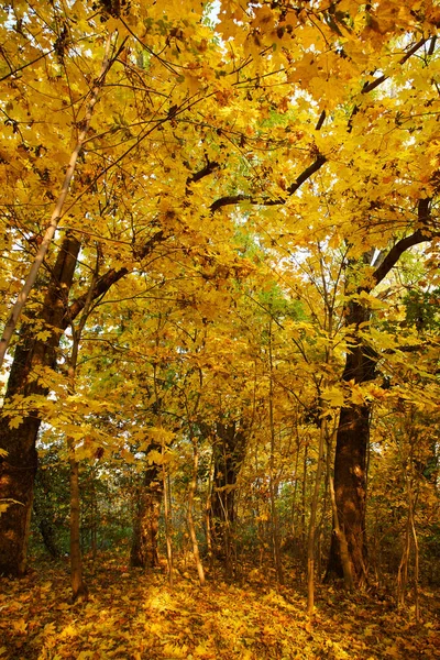 公園の美しい秋の景色 — ストック写真