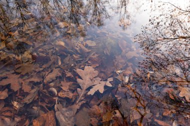 Suyun altında sonbahar yaprakları, doğa dokusu