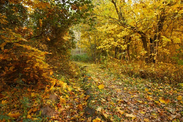 Pittoresk Uitzicht Prachtige Herfst Park — Stockfoto