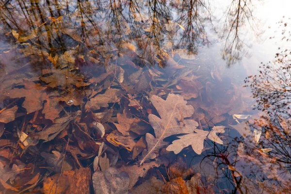 Herbstblätter Unter Wasser Naturtextur — Stockfoto