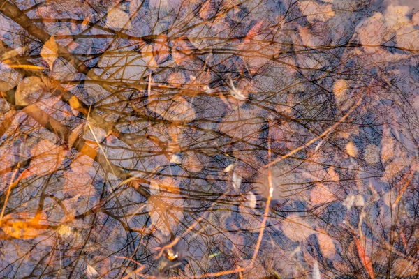Осенние Листья Водой Природный Фон — стоковое фото