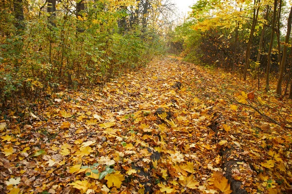 Picturesque View Beautiful Autumn Park Stock Photo