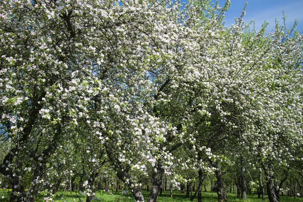 Vår Trädgård Med Blommande Träd Solig Dag — Stockfoto