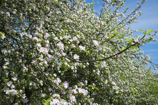 Vår Trädgård Med Blommande Träd Solig Dag — Stockfoto