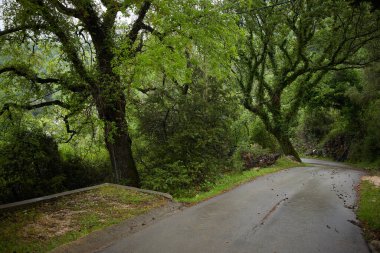 Güneşli bir günde Karadağ 'da güzel bir park