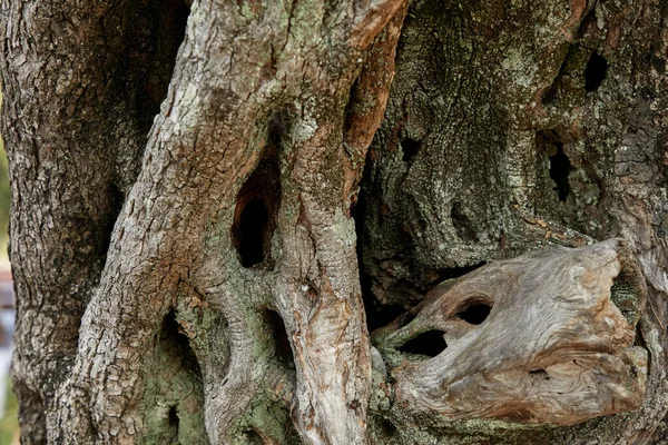 Dichtbij Uitzicht Oude Boom Park — Stockfoto