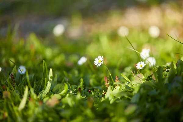 Vår Äng Med Vackra Vita Blommor — Stockfoto