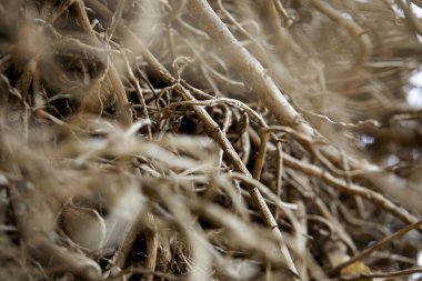 Bitkinin kuru dalları, yakın görüş 